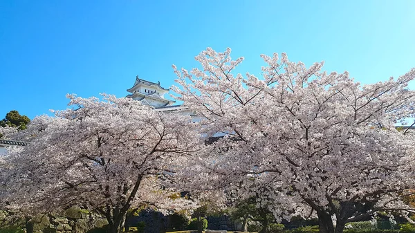 Himeji Castello Fiori Ciliegio Giappone — Foto Stock