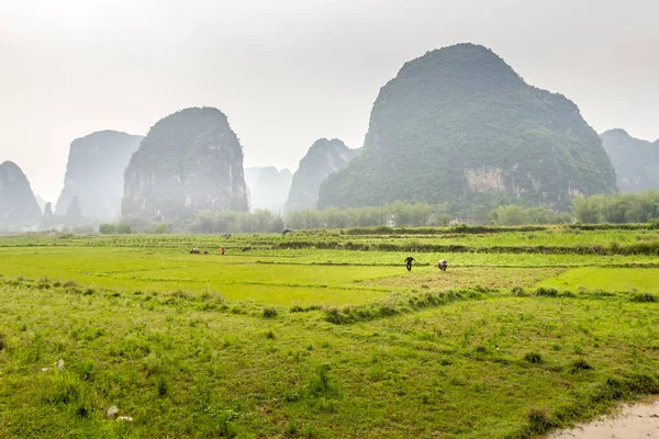 Τυπική Φυτεία Ρυζιού Στο Yangshuo Guilin Κίνα — Φωτογραφία Αρχείου