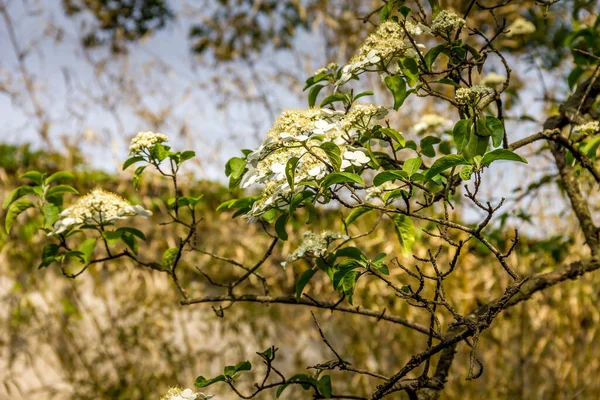 Flor Cerejeira Durante Primavera — Fotografia de Stock