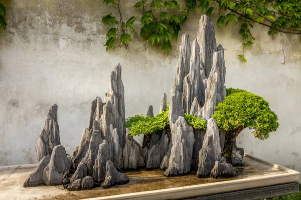 Bonsai Tree Rocks Asian Garden — Stock Photo, Image