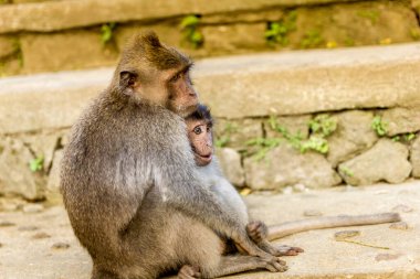 Endonezya, Bali 'de bir ormanda maymunlar