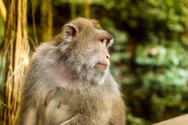 Affe Einem Wald Auf Bali Indonesien — Stockfoto