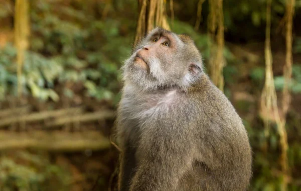 Affe Einem Wald Auf Bali Indonesien — Stockfoto