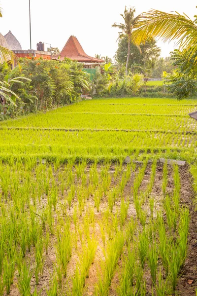 Plantação Arroz Indonésia — Fotografia de Stock