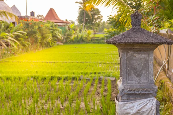 Plantación Arroz Bali Indonesia —  Fotos de Stock