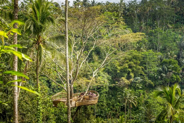 Hnízdo Stromě Lese Rýžovou Terasou Pozadí Bali Indonésie — Stock fotografie