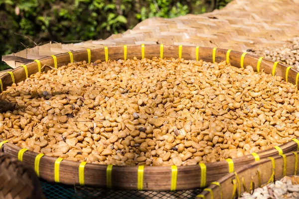 许多巴厘卢瓦克咖啡豆 — 图库照片