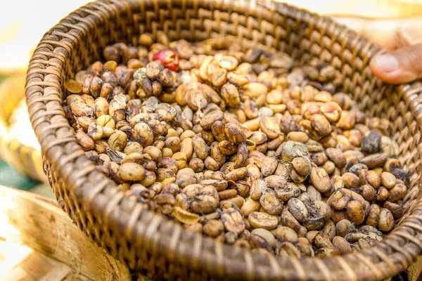 许多巴厘卢瓦克咖啡豆 — 图库照片