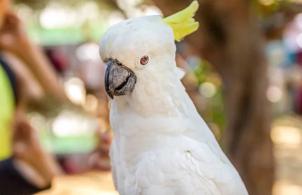 Bílý Kakadu Přírodě — Stock fotografie