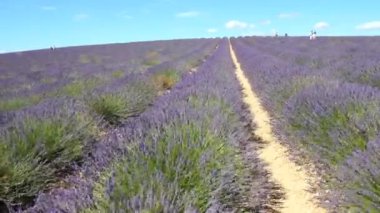 Fransa 'nın güneyindeki Provence' deki lavanta tarlası.