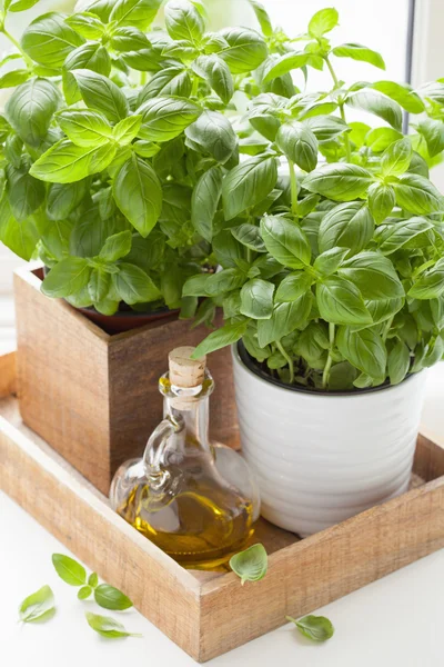 Herbe de basilic frais dans pot fenêtre de cuisine huile d'olive — Photo