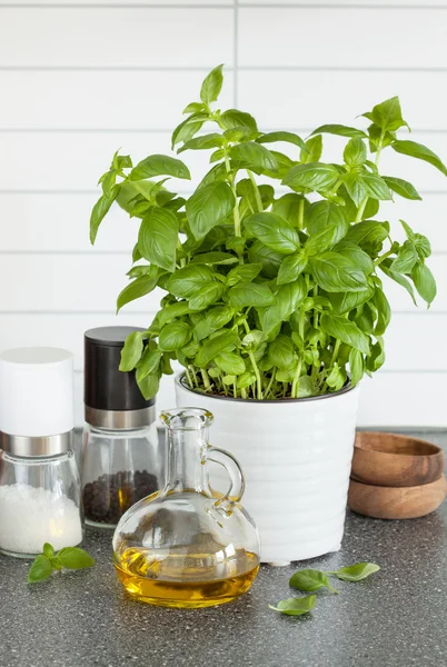 Verse basilicum kruid in pot olijfolie keuken — Stockfoto