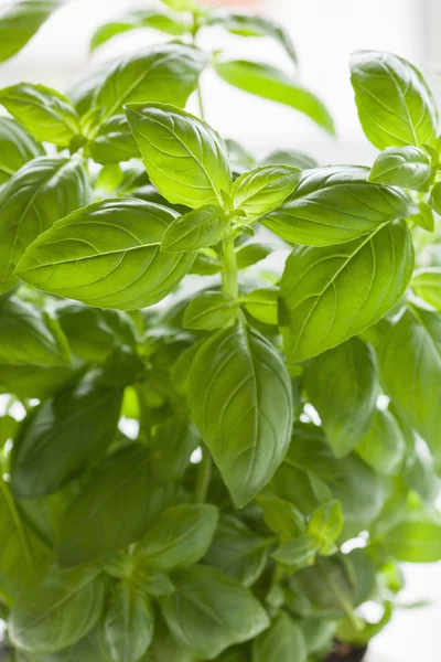 Hojas de albahaca fresca fondo de hierbas —  Fotos de Stock