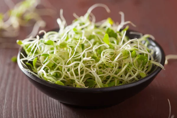 Germogli di trifoglio freschi cibo sano — Foto Stock