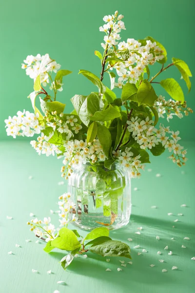 Primavera pássaro-cereja flor em vaso sobre fundo verde — Fotografia de Stock