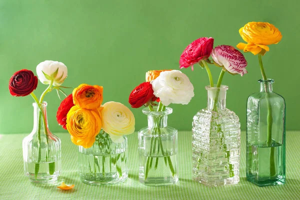 Coloridas flores ranúnculo en jarrón sobre fondo verde — Foto de Stock