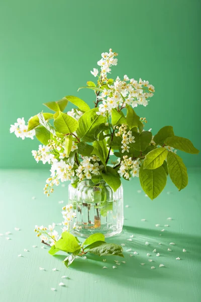 Bird-cherry blossom in vase over green background — Stock Photo, Image