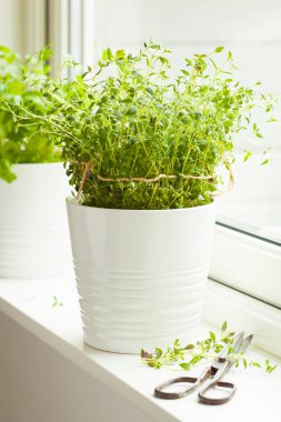 Beyaz tencerede taze kekik ot