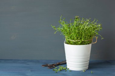 Beyaz tencerede taze kekik ot