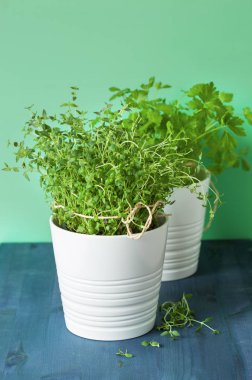 Beyaz tencere taze kekik ve maydanoz otlar