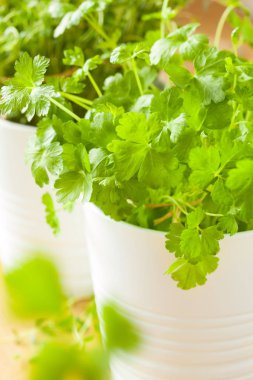 Beyaz tencere taze maydanoz ve kekik otlar