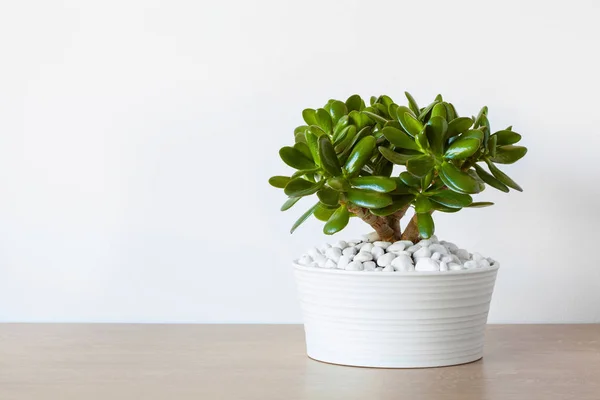 Кімнатні рослини Crassula ovata jade рослина гроші дерево в білому горщику — стокове фото