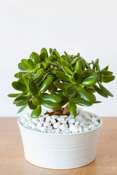 Planta de sala Crassula ovata jade planta árvore de dinheiro em vaso branco — Fotografia de Stock