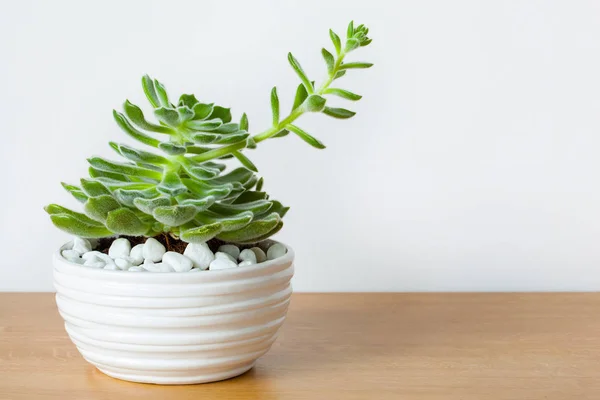 Planta de interior Echeveria leucotricha en maceta blanca — Foto de Stock