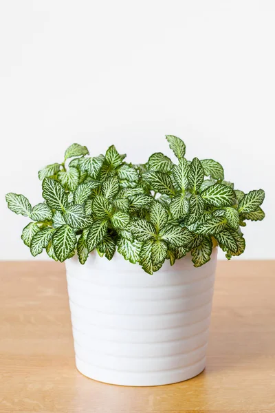 Planta de sala fittonia albivenis em vaso branco — Fotografia de Stock