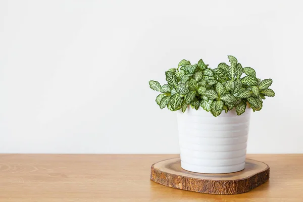 Planta de sala fittonia albivenis em vaso branco — Fotografia de Stock