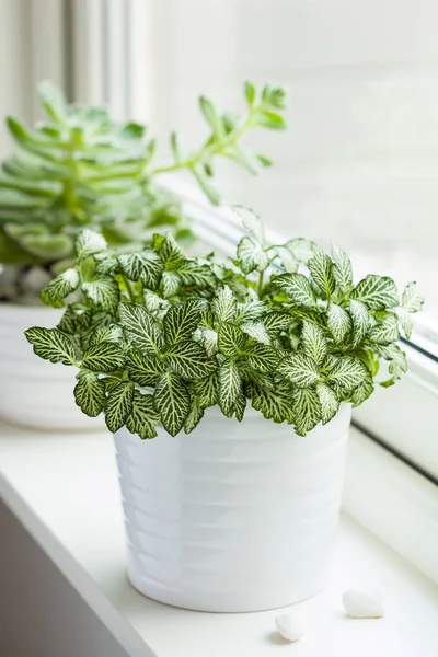 Zimmerpflanzen fittonia albivenis, Echeveria in weißen Töpfen — Stockfoto