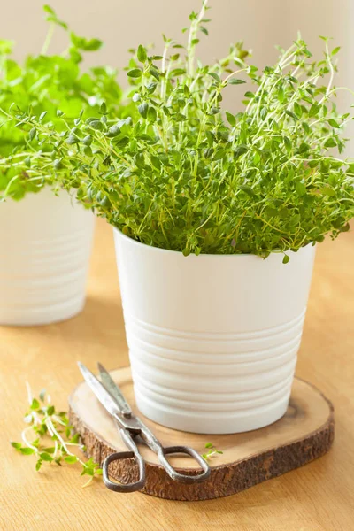 Fresh thyme herb in white pot — Stock Photo, Image