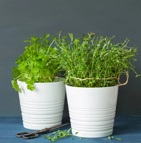 Fresh thyme and parsley herbs in white pots — Stock Photo, Image