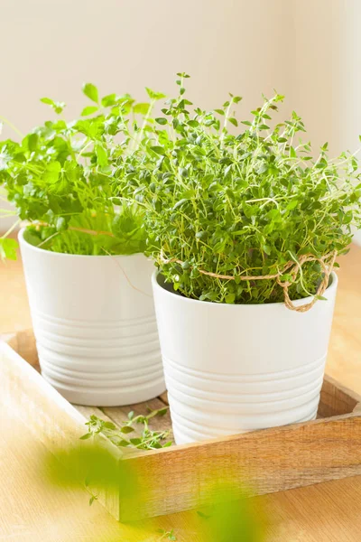 Thym frais et herbes de persil dans des pots blancs — Photo