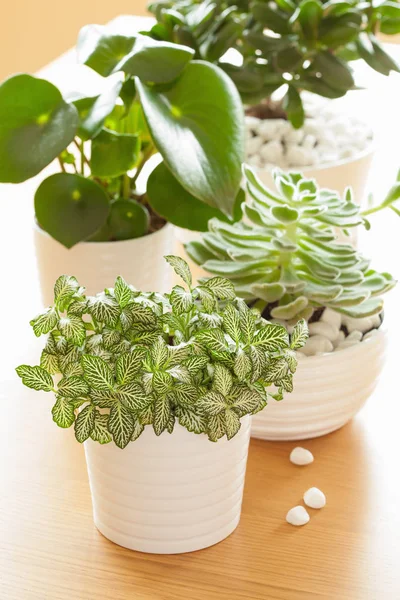 Houseplants fittonia albivenis, peperfa, crassula ovata, echev — стоковое фото