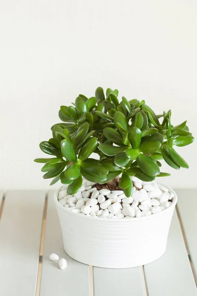 Huseplant Crassula ovata jade plant geld boom in witte pot — Stockfoto