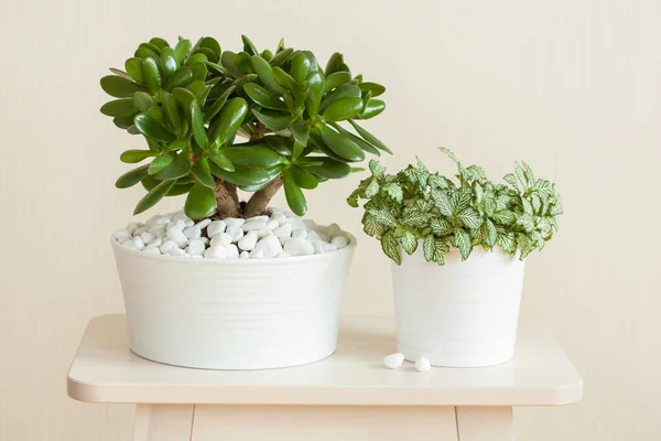 Kamerplant Crassula ovata jade plant geldboom en fittonia in — Stockfoto