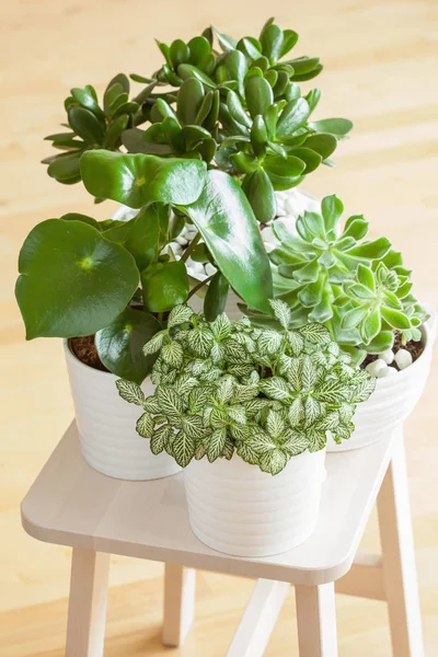 Plantas de interior fittonia albivenis, peperomia, crassula ovata, echev —  Fotos de Stock