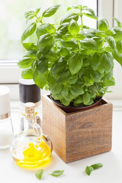 Hierba de albahaca fresca en olla ventana de cocina de aceite de oliva — Foto de Stock