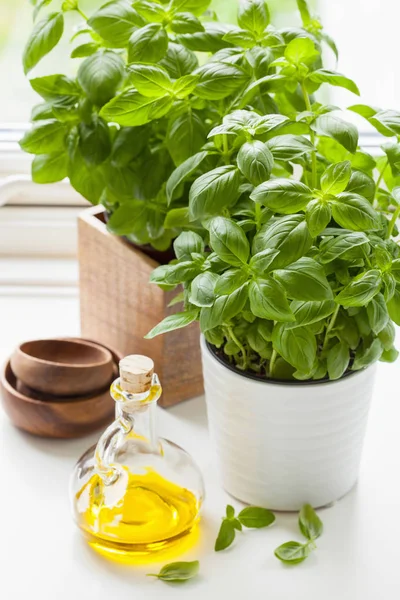 Verse basilicum kruid in pot olijfolie keukenraam — Stockfoto