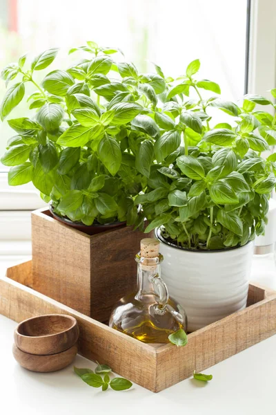 Verse basilicum kruid in pot olijfolie keukenraam — Stockfoto