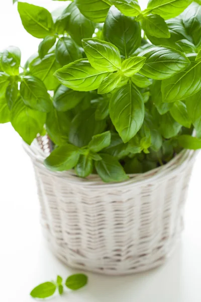 Herbe de basilic frais dans une casserole — Photo