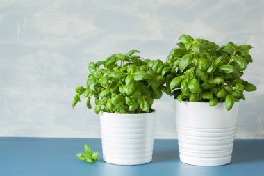 bir tencerede taze fesleğen bitki