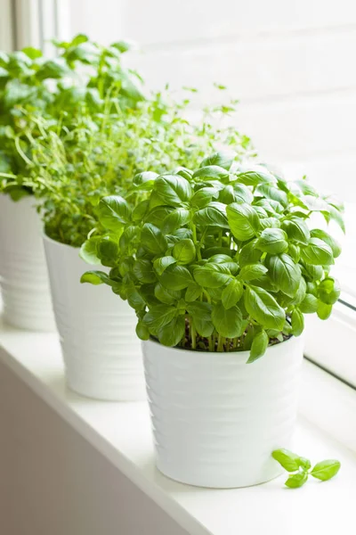 Fresh basil thyme herb in a pot — Stock Photo, Image