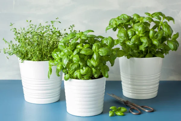 Fresh basil thyme herb in a pot — Stock Photo, Image