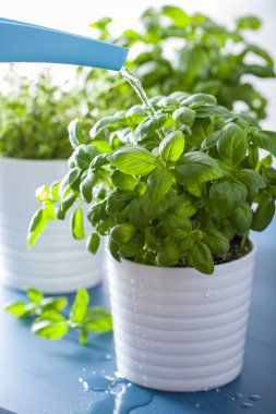 taze fesleğen sulama bitki yaprakları