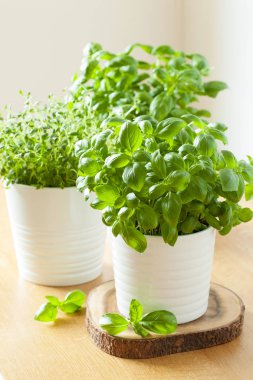 bir tencerede taze fesleğen kekik ot