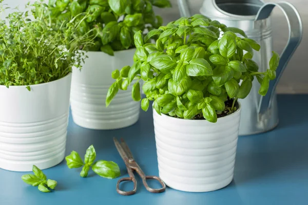 Fresh basil thyme herb in a pot — Stock Photo, Image