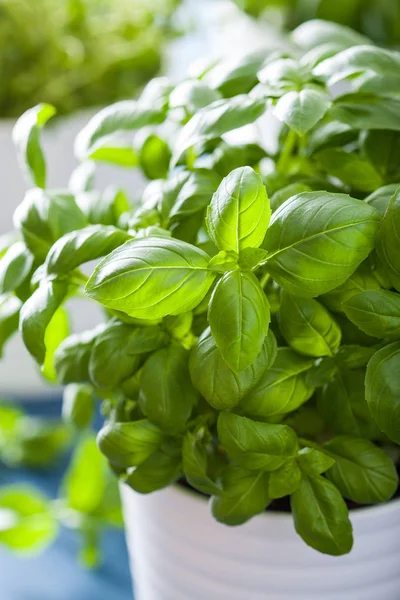 Fresh basil herb in a pot — Stock Photo, Image