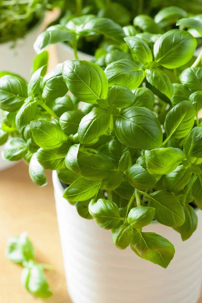 Herbe de basilic frais dans une casserole — Photo